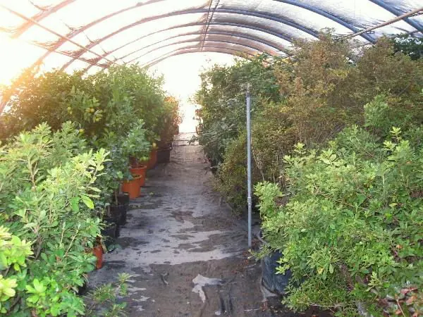 Interno della serra tunnel con piante ornamentali in coltivazione